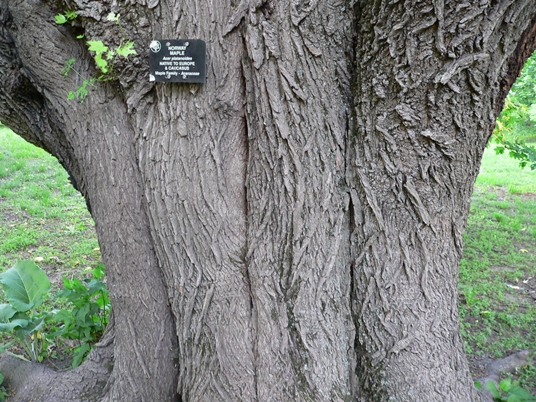 {Acer platanoides}